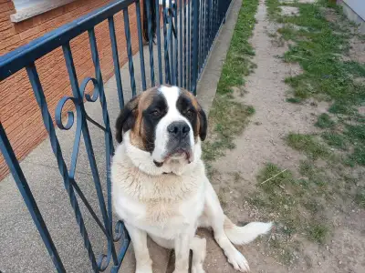 Beautiful 1 year old female Pure bred St Bernard Selling due to unfortunate job and personal circums...