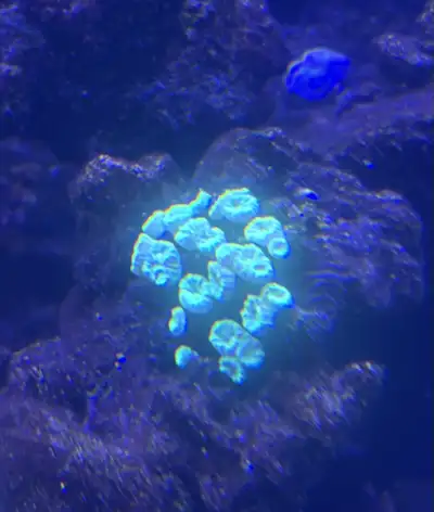 neon green candy and coral, View more