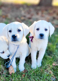 Cream White / Yellow Lab Puppies - READY to GO!!