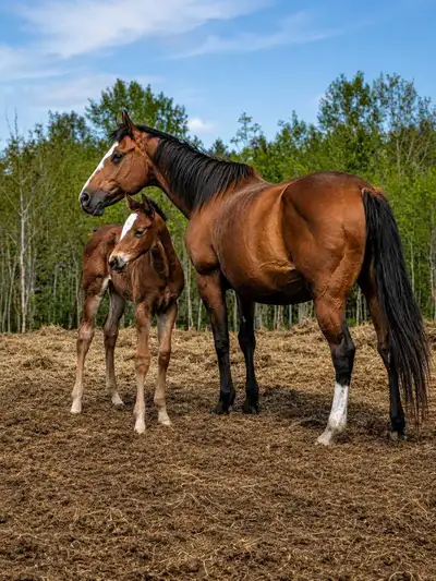 EXTREMELY well bred 2026 filly - Barrel prospect , View more