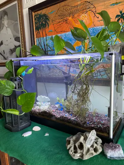PLEASE READ ** Fish tank- Thermostat- Filter- 1 Betta fish- 1 Shrimp- 1 Mystery snail- I’m gonna mov...