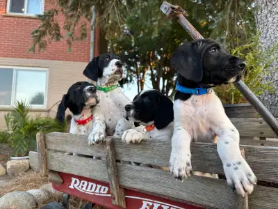 English Setter x GSP pups for sale!, View more