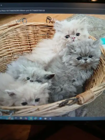 Four Gorgeous Persians Ready Now, View more