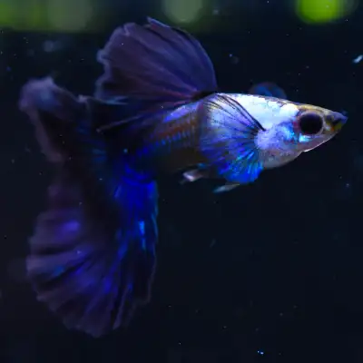 High-End Guppies You Won’t Find Locally, View more