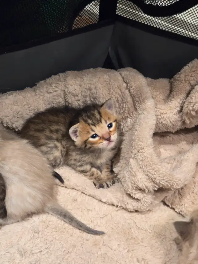 chaton  highland lynx et bengal in Cats & Kittens for Rehoming in Longueuil / South Shore - Image 8