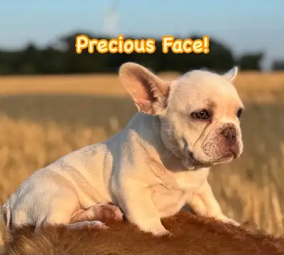 Adorable, Female, French Bulldog Puppy, View more