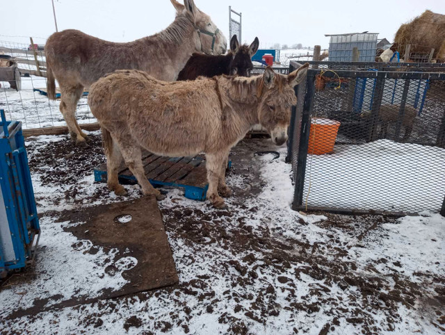 Female donkey for sale  in Livestock in Calgary