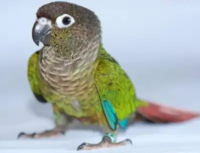 male conure for sale , View more