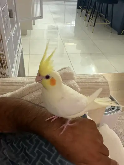 parrot cockatiel for sale , View more