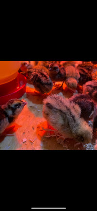 Jumbo Quail Chicks & Hatching Eggs