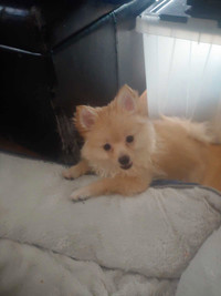 Selling my two Pomeranian female puppies 