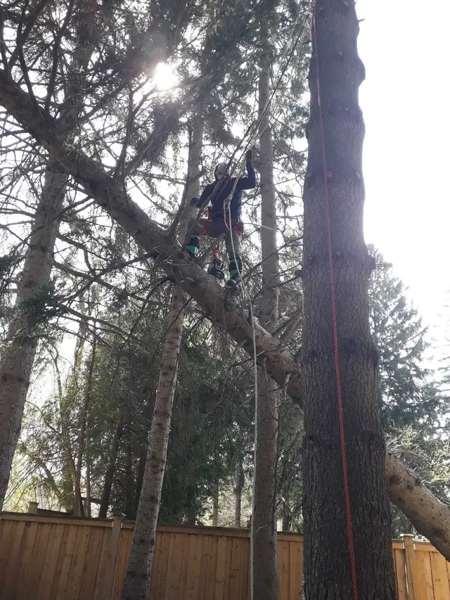 arborist
