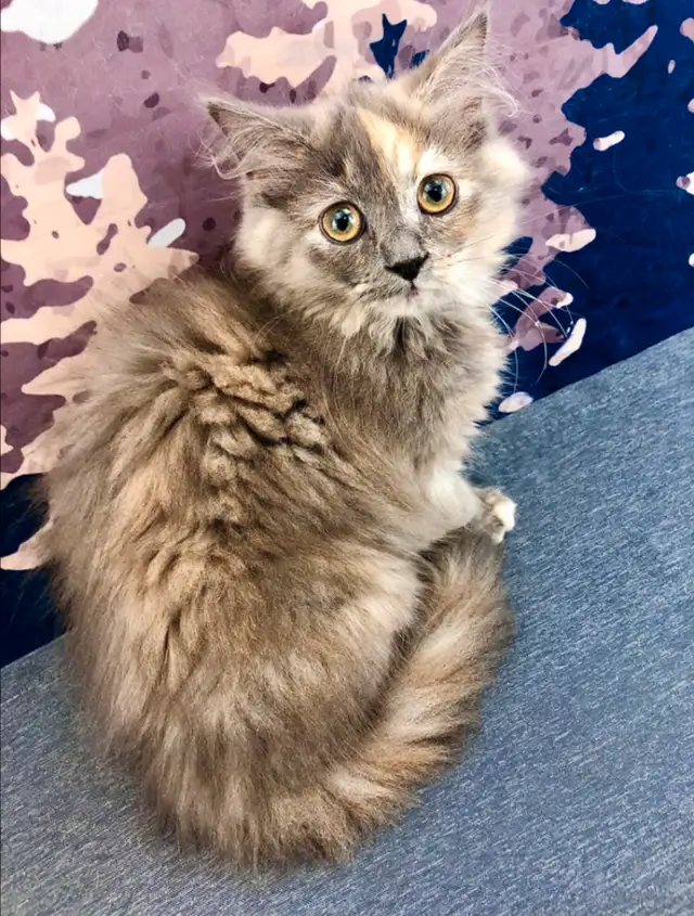 Big Cuddly Maine Coon