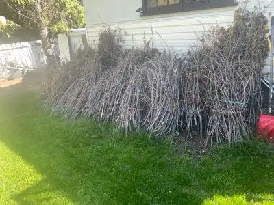 *Willing to hear offers for all or some - Selling 30-40 branch bundles of firewood. - Each bundle of...