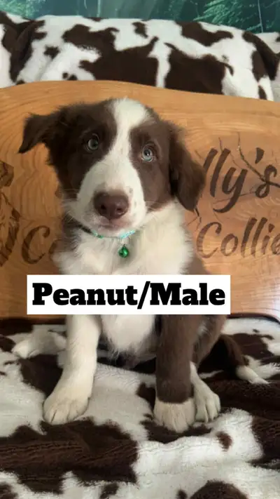 One CHOCOLATE MALE pup available We have one great looking chocolate and white border collie pup ava...