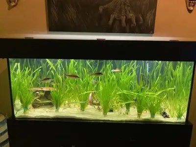 Plante aquarium Vallisneria Gigantea *** 100% SANS ESCARGOT ***, View more