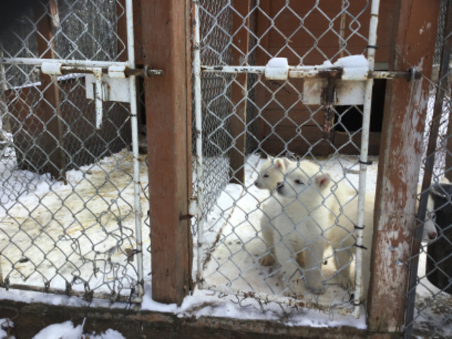 Purebred Alaskan Malamute pups in Dogs & Puppies for Rehoming in Prince George - Image 2