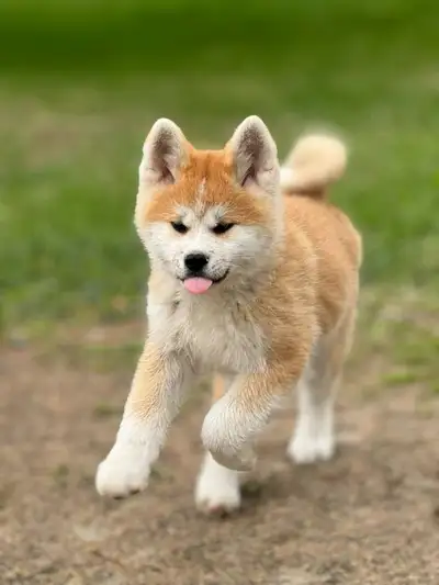 Akita Inu, View more