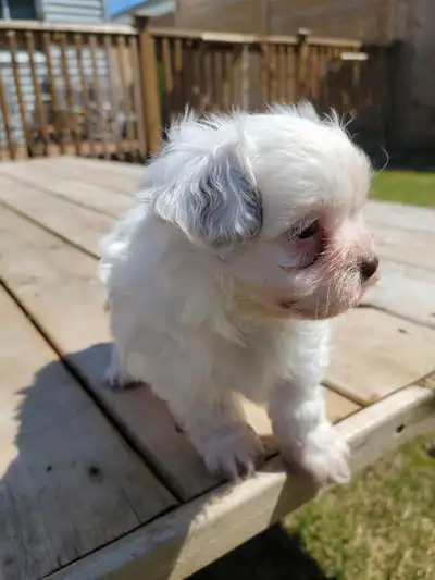 puppies for sale , View more