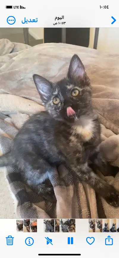 Tortoiseshell Kitten, View more