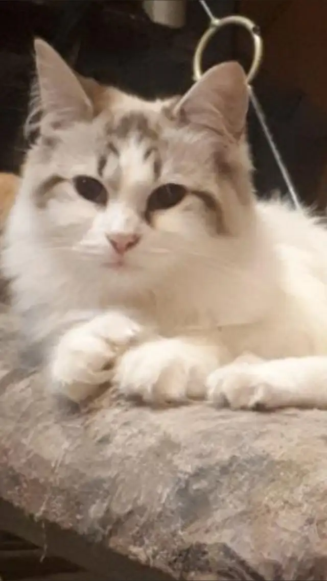 Chatte ragdoll in Cats & Kittens for Rehoming in Laurentides - Image 4