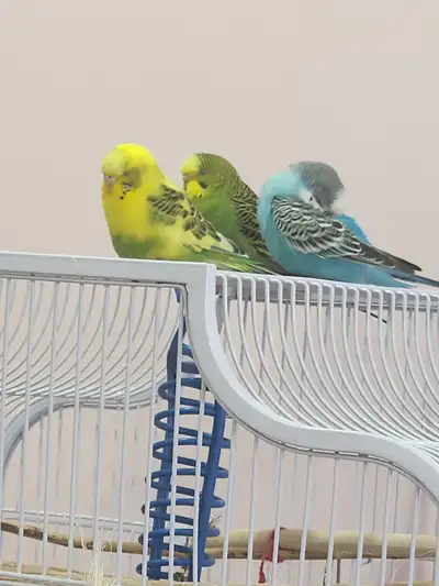 Baby Parakeets birds with cage & toys for Sale, View more