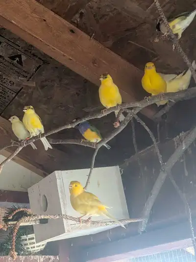 young canaries, View more