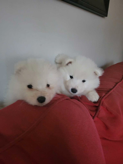 7 Beautiful Samoyed puppies!