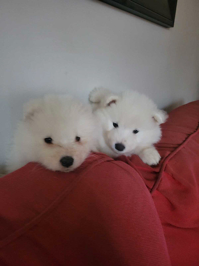 7 Beautiful Samoyed puppies! in Dogs & Puppies for Rehoming in Kitchener / Waterloo