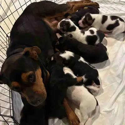 Christmas puppies for sale!, View more