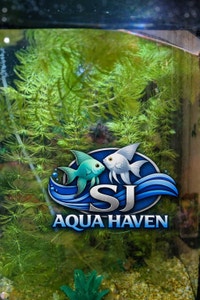 Hornwort Aquarium Plant - Great for Fry and Guppy Ottawa Ottawa / Gatineau Area Preview