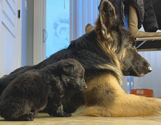 KING SHEPHERD CROSS PUPPIES - Livestock Guardians / Protectors in Dogs & Puppies for Rehoming in Saskatoon - Image 9