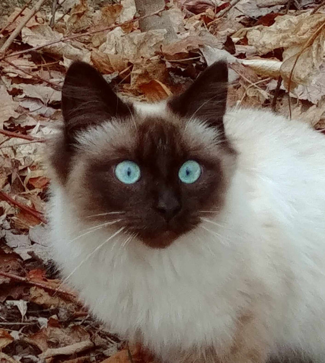 4 Sibériens dans Chats et chatons à adopter  à Laurentides