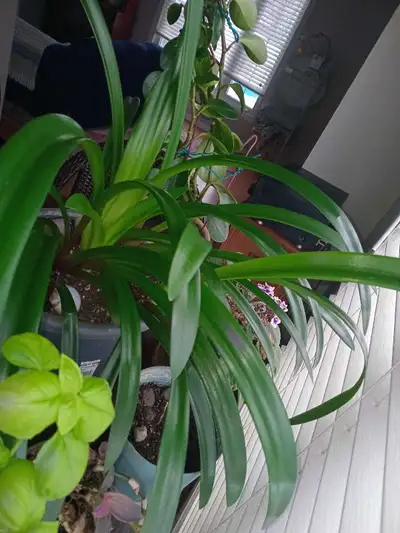 Beautiful house plants all for $50 obo, View more