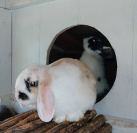 Purebred Holland Lop Bunnies 