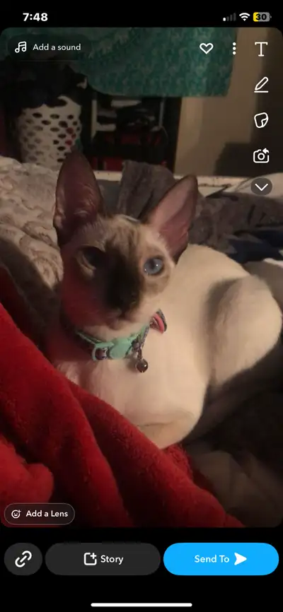 Female purebred chocolate point Siamese looking for her forever home born feb 12 / 2023 Rehoming fee...