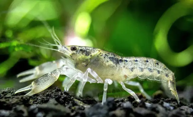 Baby Dwarf Bronzo Crayfish For Sale in Other in City of Toronto - Image 2
