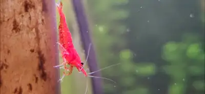 High quality cherry shrimp, View more