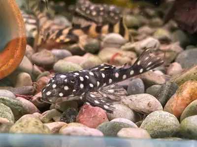 L201 Snowball Pleco, View more