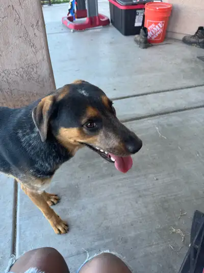 Hello I’m Scout, View more