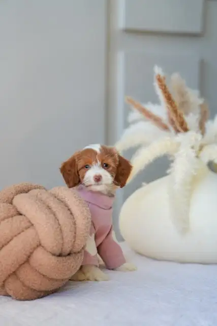 Adorable Mini Goldendoodles puppies for Loving Homes in Dogs & Puppies for Rehoming in Oakville / Halton Region - Image 3