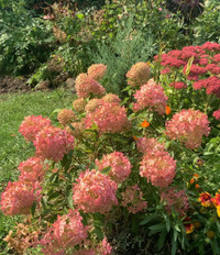 “Fire light” hydrangea tree 33” Proven winners variety 