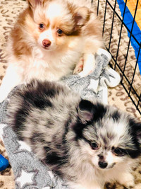 POMCHI Female Puppies Ready to find their loving HOME
