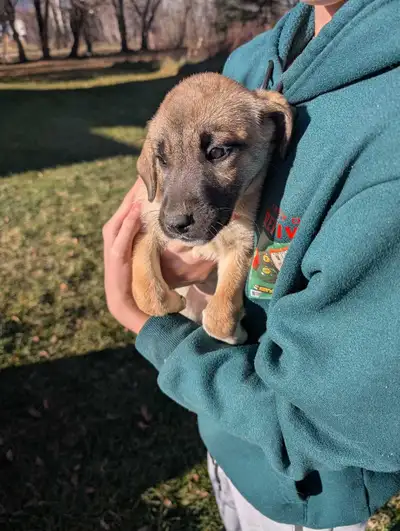 Puppies for sale, View more