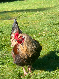 free 8 month old speckled sussex rooster for rehoming