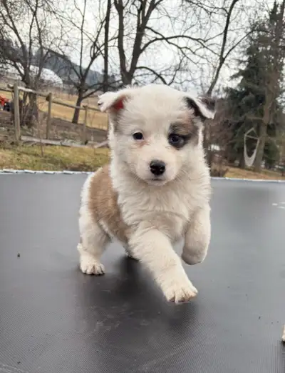 Great  Pyrenees  cross Border Collie, Australian Shepherd Puppie, View more