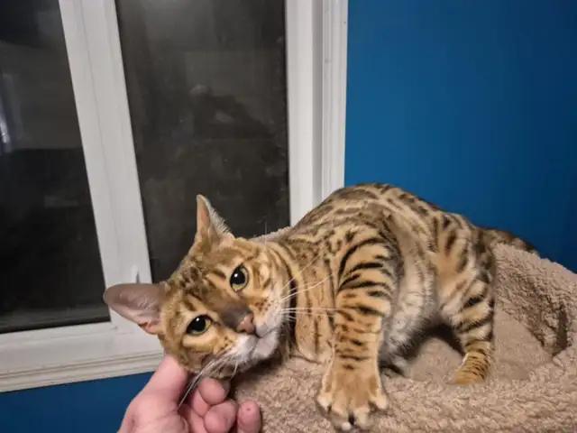Beautiful spayed female Bengal in Cats & Kittens for Rehoming in Edmonton - Image 4