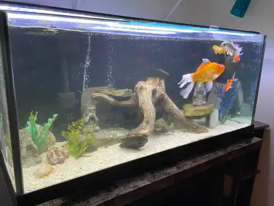 75 GALLON AQUARIUM FISH TANK $1100 - Pickering, View more