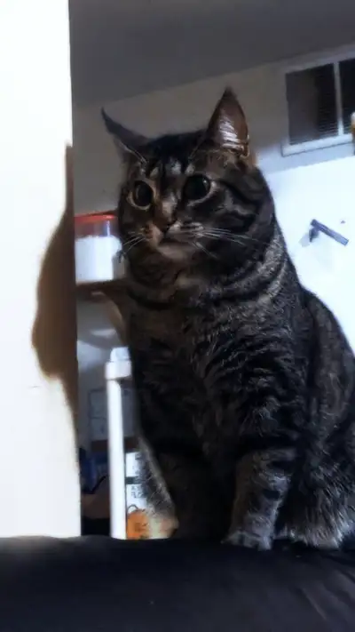 Looking to rehome my cat Jazzberry Jam immediately, View more