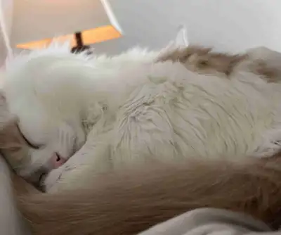 cat for sale, View more